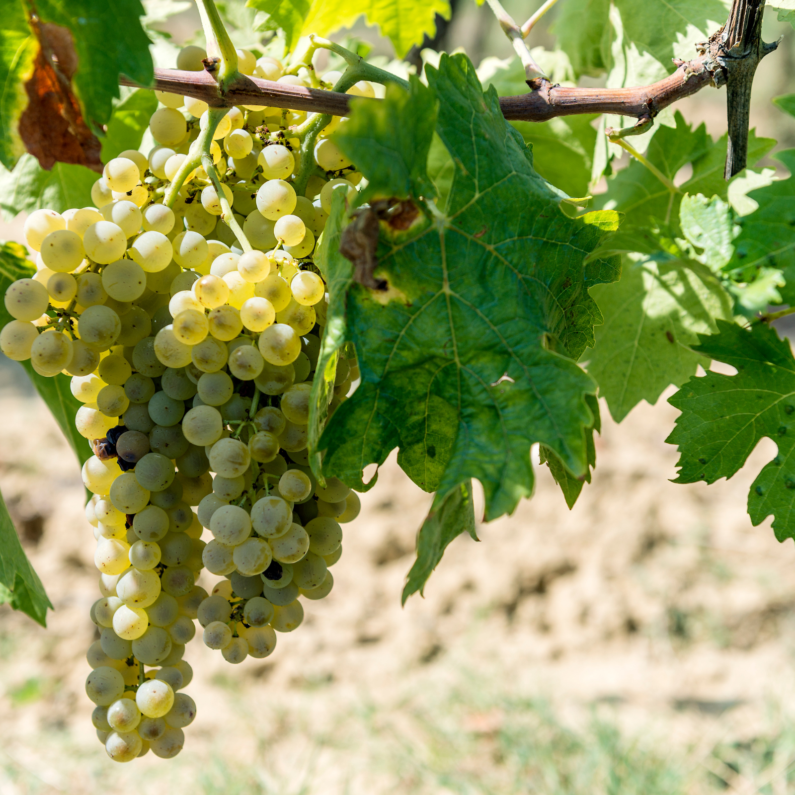 degustazioni di vino